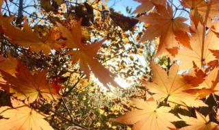 今年立秋是几月几号 今年立秋是几月几号